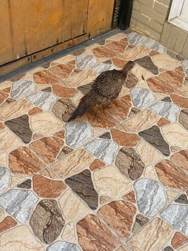 qaz və ordək: Qırqovul.Tək dişi — 2