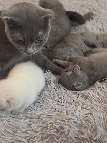 super alabay kl: Şotland — 10