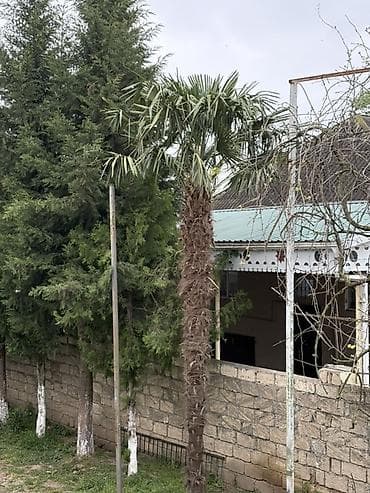 Dekorativ palma ağacı Qiymət razılaşma yolu ilə - Növ: Vint palmı