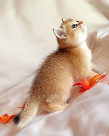 şotlan pişik: Şotland yastı qulaq, Erkək, Dişi, Yaxşı əllərə, Ünvandan götürmə, Pulsuz çatdırılma, Ödənişli çatdırılma — 120