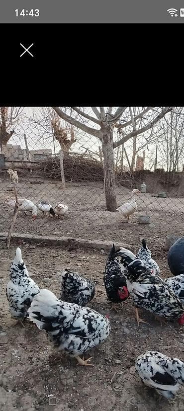 mayali yumurta satisi: Toyuq, Damazlıq — 4