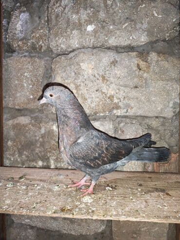 yasil bas ordek: Qara rəngdə göyərçin - Növ: ev göyərçini - Rəng: qara (boyun və — 8