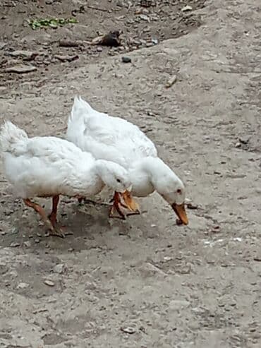 bakida cins ineklerin satisi: Ağ ördək – ev ordeyi - Rəng: tam ağ lələk örtüyü - reyal alıcı yaşın — 3