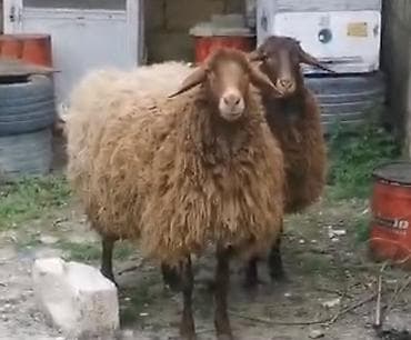afcarka balasi erkey: Qoyunlar – yerli cins, qəhvəyi rəngli - Say: 2 baş 2 dişi Qala — 9