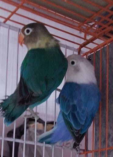 шпиц бу: Müxtəlif rənglərdə olan bu sevimli tutuquşular, evinizə sevinc və — 1