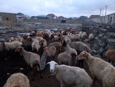 cins ineklerin qiymeti: Dişi, il: 5, 55 kq, Ətlik, Ünvandan götürmə — 13