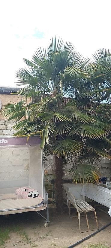 hilba bitkisi nedir: Dekorativ palma ağacı 15 illik– Trachycarpus fortunei (yelpik — 1