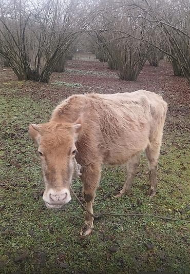 gəncə toyuq satan: Satlir 2 aylik boxazdi ikici balayadi reyal alclar narahad edsin — 2