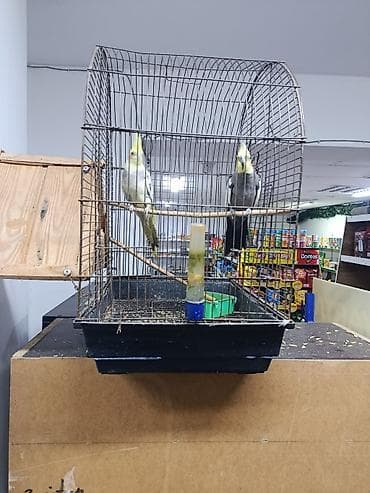 ev pişiy: Korella cütü və qəfəs dəsti - Növ: Korella (cockatiel) – 2 quş, biri — 2