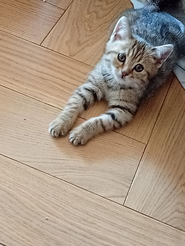 pişik sortlari: Tabbi — 2