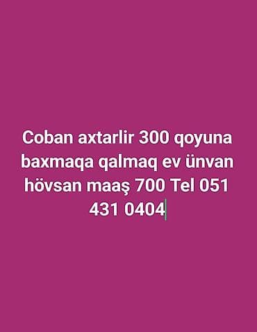 rus dili muellimi: Çoban, 55 yaş, 1 ildən az təcrübə — 1
