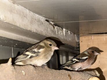 çardaq quşun yuvası: Məhsul: Qafesdə cüt xonçayarpaq/quş (fringillid tipli ötmə quşları) — 4