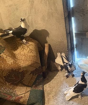 goyerci: Yer olmadigi ucun tecili satilir,hamisi saglam bala veren hundur uzun — 6