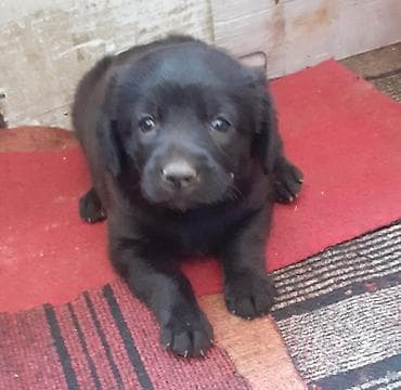 Labrador-retriver, 1 ay, Dişi, Peyvəndli lalafo.az -da Labrador-retriver, 1 ay, Dişi, Peyvəndli