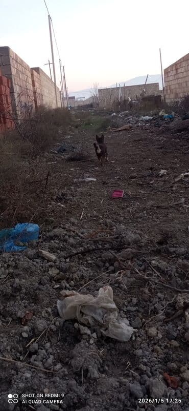 bakida cins ineklerin satisi: Təmiz qan “dik qulaq” balalar zvanok küçüklər - Cins: yerli “dik — 4