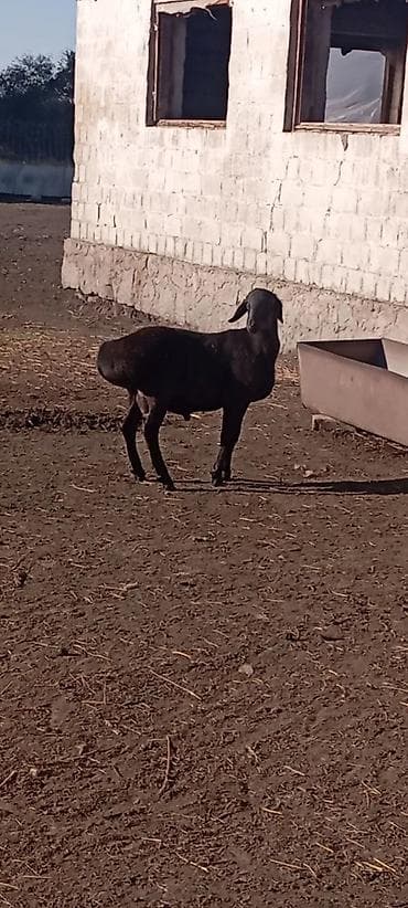 Erkək, il: 9 lalafo.az -da Erkək, il: 9