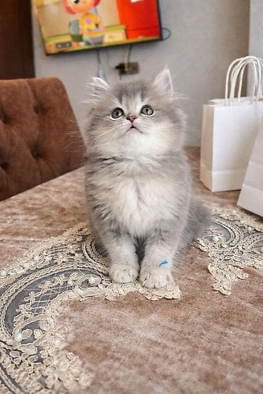 Şinşilla, Erkək, Yaxşı əllərə