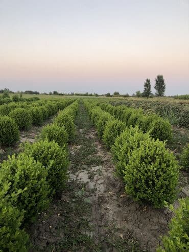 zeytun satışı: Dekarativ agaclarin satiwi istenilen novde istenilen olcude var elave — 27