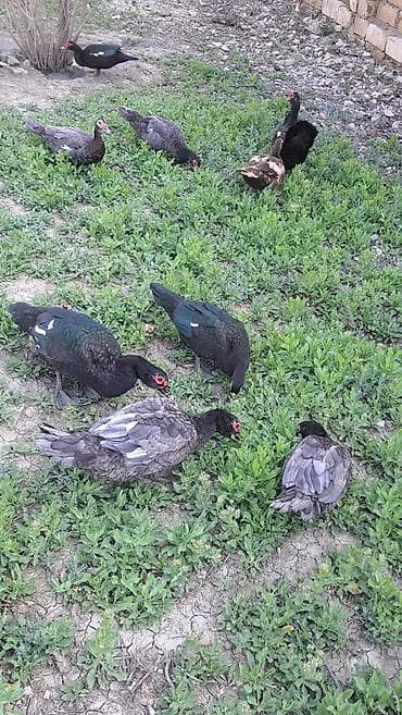 bala dovşanlar: Erkək, Ətlik, Pulsuz çatdırılma — 4