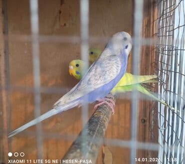 Optovoy və pərakəndə satışı _ev şəraitində bəslənib əl quşlaridi