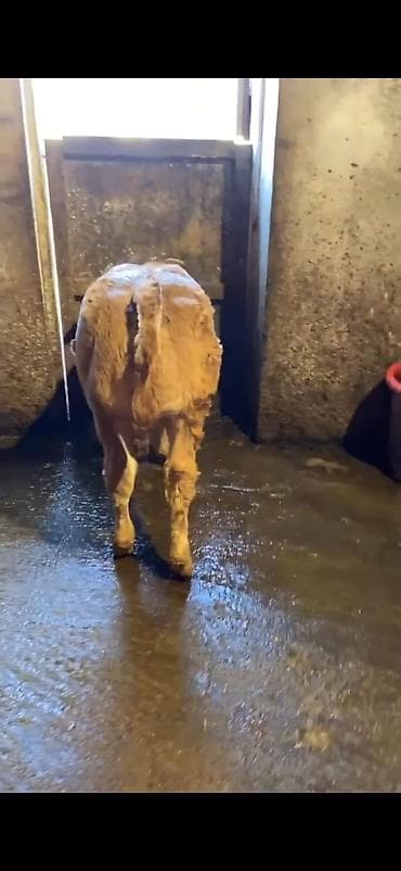 ucuz keci: Cins buzov – ətlik istiqamət - Rəng: açıq qəhvəyi, alnında ağ ləkə - — 6