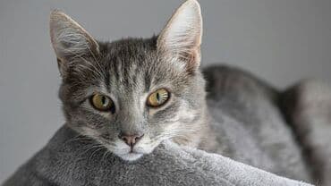 Зоотовары: В добрые руки — 4