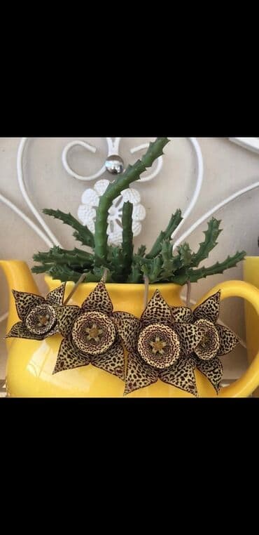 Sade dipçəkde 5azn