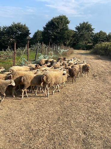 quba heyvan satışı: 50 əd qoyun qoç qarışıq topdan qiymətə verirəm hamısnı birdən ciddi — 1