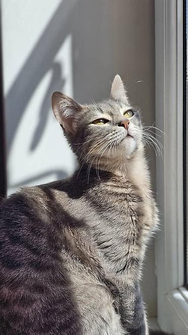 Dişi, Yaxşı əllərə