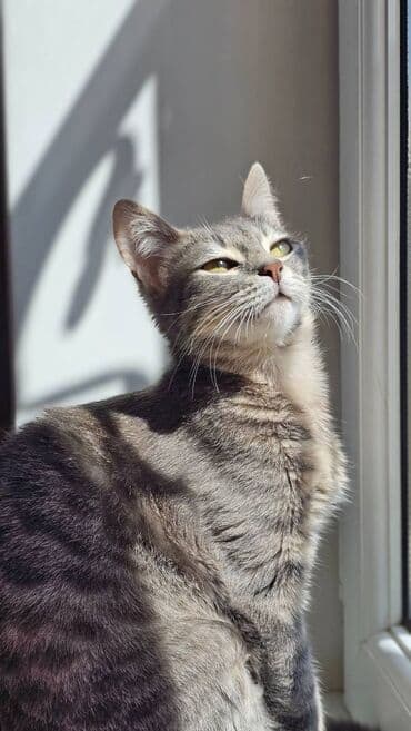 alisanın pişiyinin adı nə idi: Dişi, Yaxşı əllərə — 1