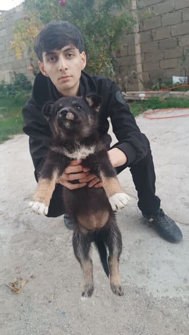 Gəmiricilər: Alman Ovçarkası - Cinsə bənzər görünüş: qara rəng üstünlükdə, qəhvəyi — 8