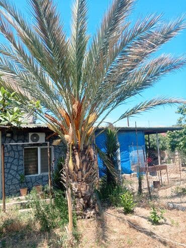 fıstıq ağacı: 22 yaşlı xurma ağacı — 1