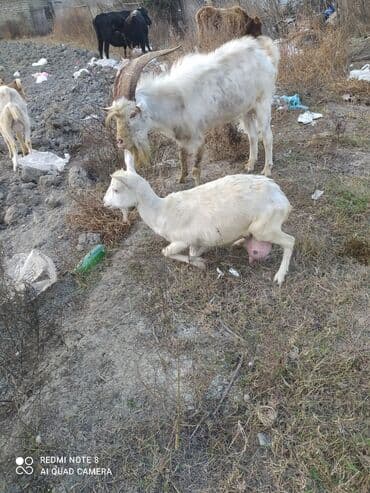 Gəmiricilər: Saanen tekesi — 2