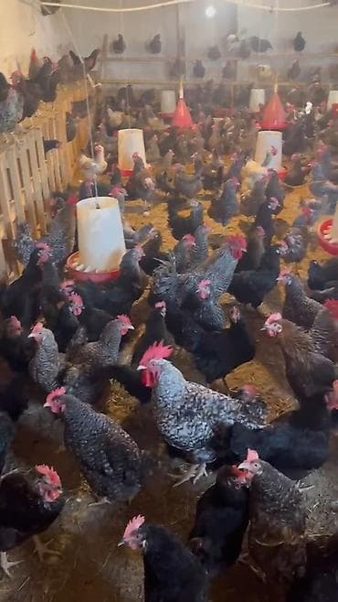 sort keci: Super Sort Lider 55 və Qara çil Xarkov Toyuqlarinin mayali yumurtasi — 7