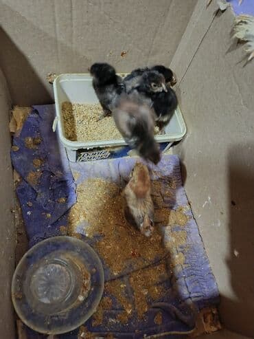 Гуси: Куриные цыплята, Для мяса — 2