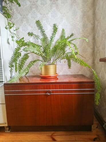 Taxta şkaf – klassik dizayn - Material: cilalanmış ağac (taxta), ön