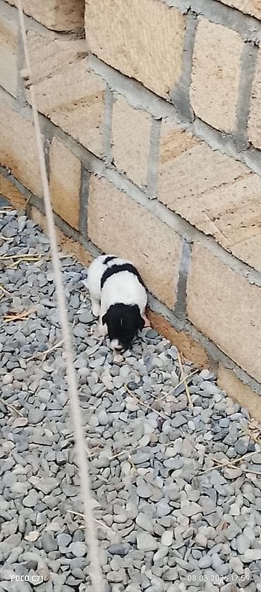 it xaski: Qara-ağ rəngli balaca it balaları - Cins: qarışıq (anası şəkillərdə — 1