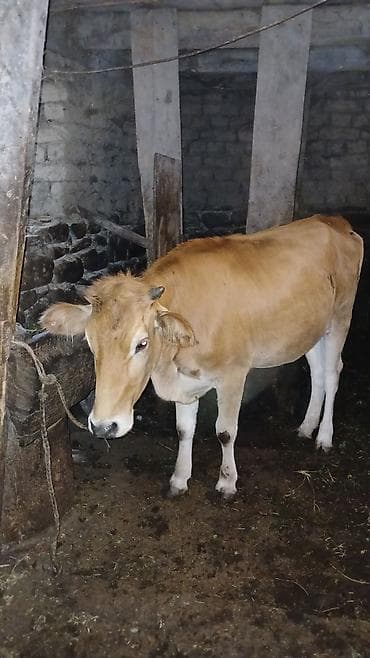 сколько стоит собака бу: Satılır: 2 baş inək - Rənglər: biri qara, biri sarı-ağ. - Saxlanma — 2