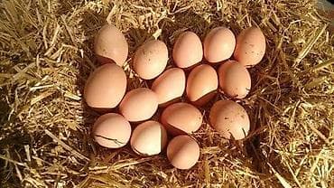 parnik azerbaycan dilinde: 🥚 GÜNLÜK TƏZƏ KƏND YUMURTASI SATILIR! 🥚 Qarağan Şıxlar kəndində — 10