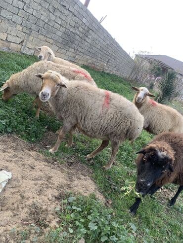 Keçi, çəpiş: Boğaz qoyunlar 5 dənə — 2