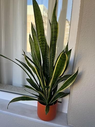 ciledagi bitkisi: Sansevieria (Qaynanadili) – dekorativ otaq bitkisi - Növ: Sansevieria — 1
