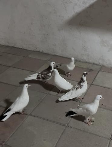 it balalari satilir: 6 ədəd nişanlı balalardı biri 7manatdan əla uçurtub cəld salınmalı — 1