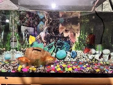 Животные: Akvaryum dəsti – tam komplekt - Şüşə akvaryum, ön şüşəsi geniş — 5