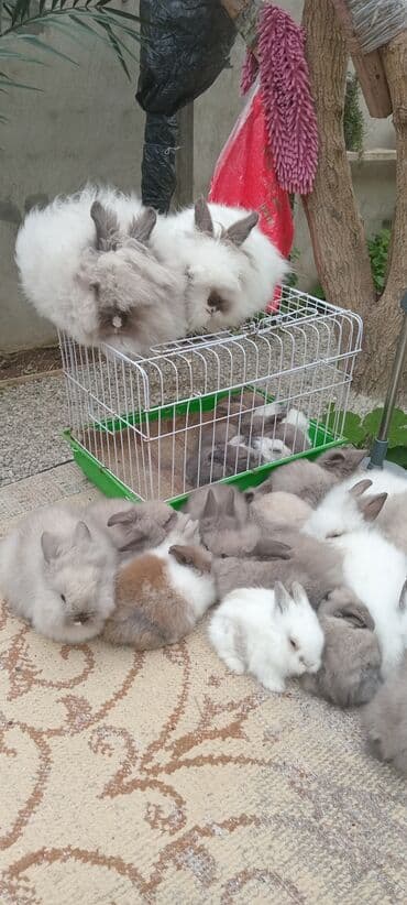 karlık dovsan: Məhsul: Angora tipli uzun tüklü dekorativ dovşan balaları — 2