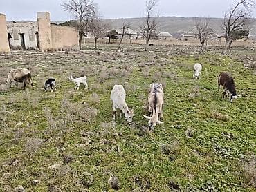 Camış: 3ana keci 2boyuk teke 2dene cepis — 2