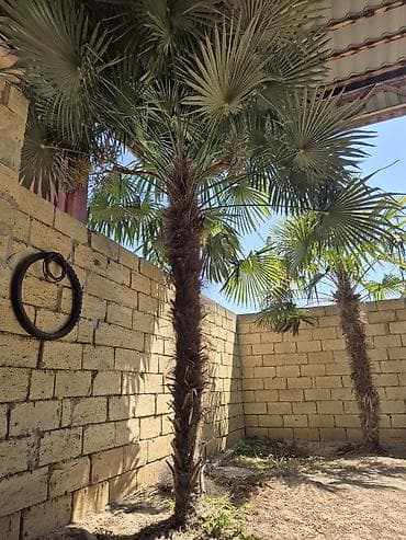 toxuma guller: Satılır: dekorativ palma ağacı (Trachycarpus fortunei – külək palma) — 1