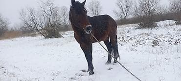 pudel ucuz: Erkək, il: 10 — 3