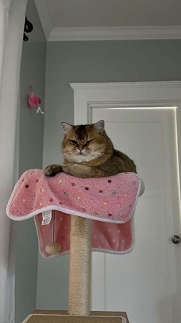 avcarka satisi: Qızıl şinşilla, Erkək, Yaxşı əllərə, Ödənişli çatdırılma — 2