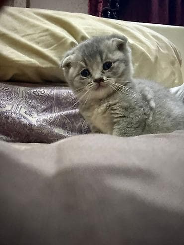 Şotland, Dişi, Erkək, Yaxşı əllərə, Ünvandan götürmə