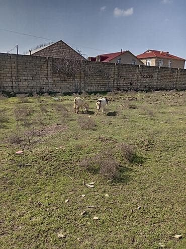 Собаки: Qoyun-keçi sürüsü - Növ: Keçi (qarışıq rəng və cinslər) - Tərkib: Bir — 3